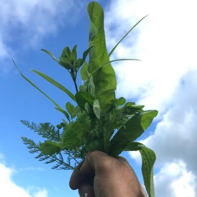 Good news stories from an organic, pasture for life certified farm. @scraggleyapple