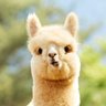 sleepyandfunny's profile picture. 