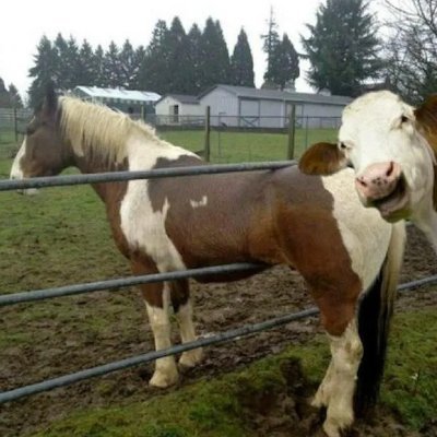 PhotobombingCow