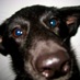 b.bum (@bbum) Twitter profile photo b.bum (@bbum) Twitter profile photo