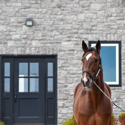 3x BREEDERS CROWN CHAMPION
Good Things Come In Threes