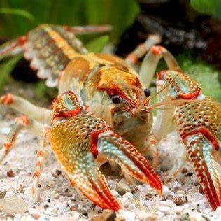 Common crustaceans W