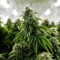 Pomelo (@pomeloo__) 's Twitter Profile Photo