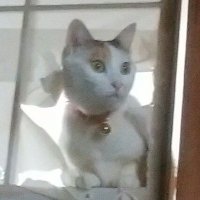 ギュス兄 (@gusanisaga) Twitter profile photo