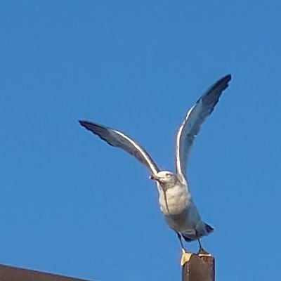 dusibehacoka's profile picture. ひっそりマリーンズファンやってるただのオタクです。
面白そうなことはとりあえずつまみぐい。
千葉ロッテマリーンズ/ロマサガRS/グルミク低レベ/旧音ゲー厨/サクラナイツ/