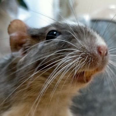 かんてんままさんのプロフィール画像