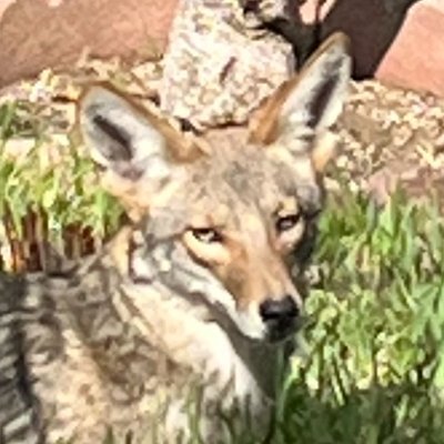 Coyotl2021 Profile Picture