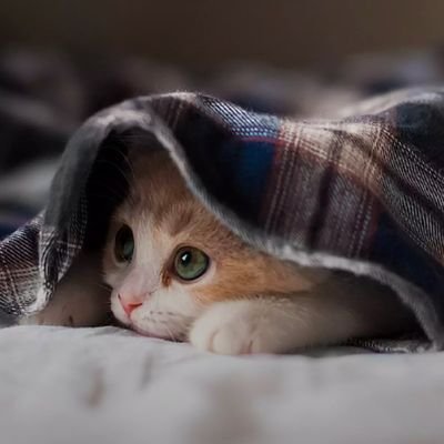 thearrowlib's profile picture. Retweets are not endorsements of the person.