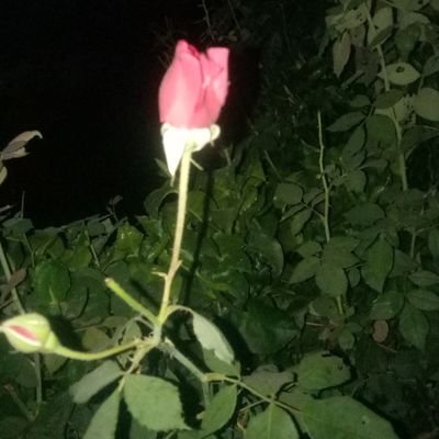 jyot_sj's profile picture. 