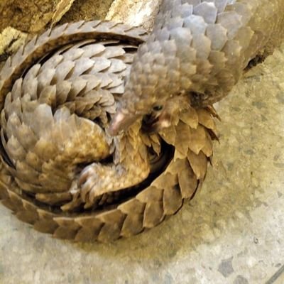 Professor, Parasitologist, Zoologist, Pangolin Conservation Guild Nigeria.