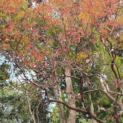 appukkuttan's profile picture. Teacher