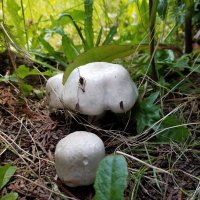 upperPNW 🥥🌴 (@upper_pnw) 's Twitter Profile