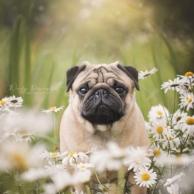 🇱🇷American pug lovers
❤️welcome to pug lovers community❤️
Daily pug photos&videos📽️📸
Please follow us🙏