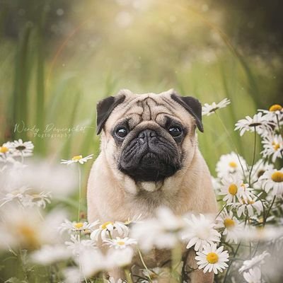 🇱🇷American pug lovers 
❤️welcome to pug lovers community❤️
Daily pug photos&videos📽️📸
Please follow us🙏