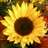 flowermelis's profile image