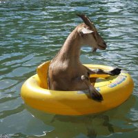 🏴‍☠️ Goat Floats 🏴‍☠️(@UnsinkableGoat) 's Twitter Profile Photo