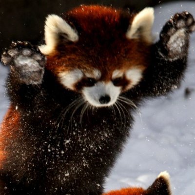 real life red panda. plays stupid games, is really bad at them
business inquiries: kidwithproblems999@gmail.com