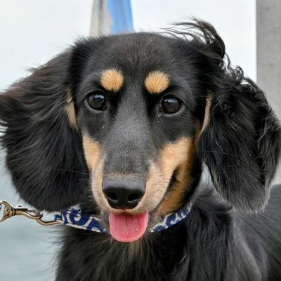 umesan_inu's profile picture. #ミニチュアダックス の うめきち🌸(2022🎂)まめたろう🌈(2008🎂2021🌈)
無言フォロー失礼します🙇💦