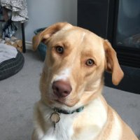 Hayden Strawson (@hstrawson) 's Twitter Profile