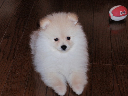 ポメラニアン ララ のパパ Kanon5551 Twitter