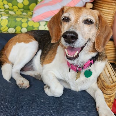 Love Beagles-the Dallas Cowboys-Neil Diamond-Movies-Theatre-TV & Chicago. @MWBeagleRescue volunteer. Mom to Ellie & OTRB Hunter Schroeder Chance Ginger & Fred