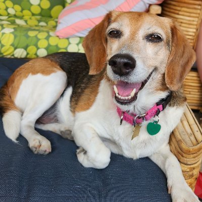 4beagles Profile Picture