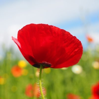 uedashiizokukai's profile picture. 上田市遺族会の Twitter アカウントです。戦争のない平和な暮らしがいつまでも続きますように。アカウント運営者 @shioiri