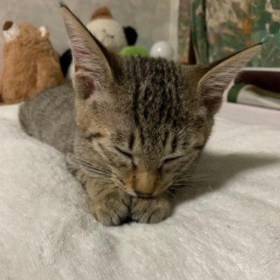 高校生迄豪雪地帯の新潟県津南町に住んでいました。猫好き 特にキジトラ好きです。 プロフィールのまめたんが亡くなり、キジトラ2代目保護猫ちくわとの生活が始まりました。猫好きだけど、子猫からは初めて、毎日ちくわに翻弄されてます。
