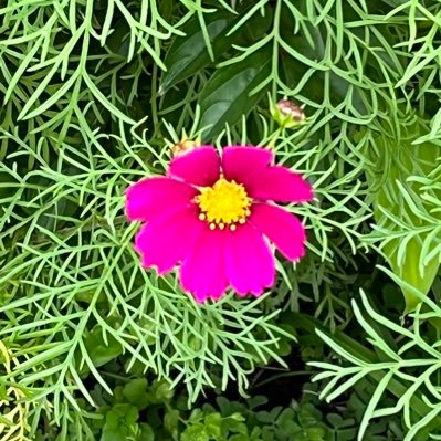 samanth_mewbow's profile picture. 動物が大好きで、犬猫さんのアカウント無言フォロー失礼します🙏ほぼほぼ他の方のをみるためだけのアカウントです🙇‍♀️