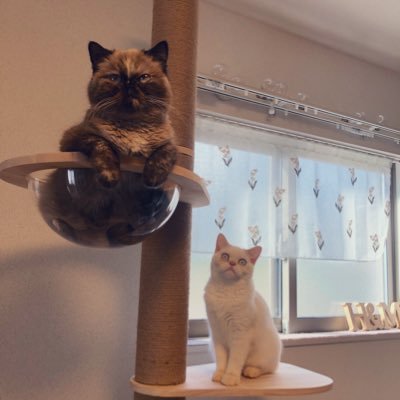 muumashu's profile picture. 2匹のエキゾの日常をUPします📷