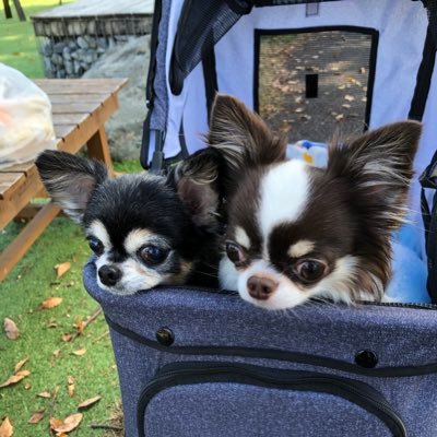 ツイッター初心者です。週6でネコカジにいます!猫より犬派。よろしくお願いします! ポーカー/麻雀/たまにフットサル
