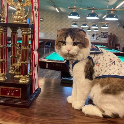 ys0753936883's profile picture. 店長のぽっけ君です🐈 たまーに出勤しています🎱人間大好き！撫でられるの大好き！📍毎月第2木曜日にハウストーナメント開催予定です！女性の方や初心者の方が楽しめるハウストーナメントを目指してます🎀🔰エントリーはお電話で受付しております☏💓075-393-6883
