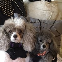 julie (@julie697578) 's Twitter Profile Photo julie (@julie697578) 's Twitter Profile Photo