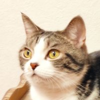 ぴっぴ@猫の下僕 (@ppix2) 's Twitter Profile