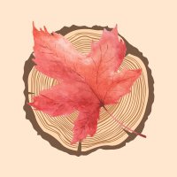 Underneath the Maple Tree (@themapleabove) 's Twitter Profile