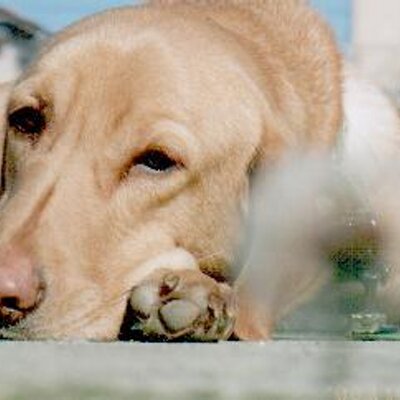 Tom Konishi On Twitter ふくい動物愛護管理支援センター協会は 福井県の動物愛護管理事業を受託し 丹南地域と奥越地域の保健所 動物管理 業務をしながら 活動をしています Hpの譲渡対象動物を更新しました 掲載されている犬ネコは いつまでもここにいることが
