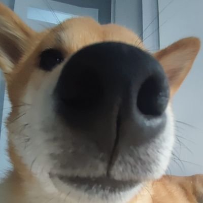fujarasz's profile picture. twuj stary rezystor