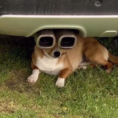 FINEDAYpiggy's profile picture. 