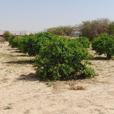 ‏‏‏استاذ مساعد مركز البحوث الزراعيه

جمهورية مصر العربيةAssociate professor

Horticulture R.I.

Agriculture Research Center

Ministry of Agriculture Egypt