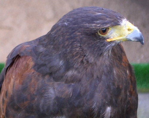 Birdsolutions's profile picture. A quality, environmently friendly bird and pest controller offering total bird and pest solutions using my hawk Buster to deter and disperse nuisance birds.