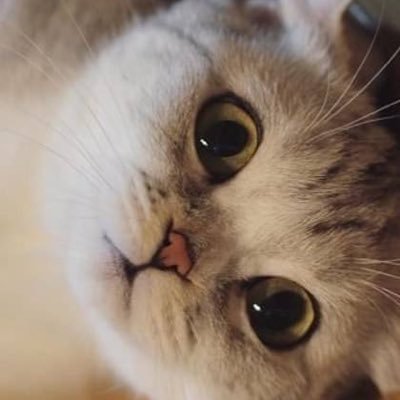 toemi0729's profile picture. 🇯🇵日本の美と皇民の心🇯🇵日本から、反日売国議員、企業、中、韓、朝、露人排除。民主主義国家以外の国からの留学生反対。不良外国人追放！この国は、日本国民の聖地❗️数集めのフォロアー不要