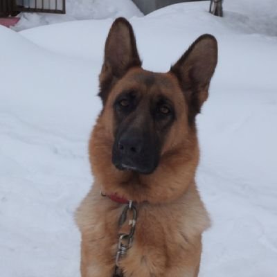 🇯🇵. mi amas hundo🐕🦺n. #esperanto. 2023愛犬シェパード死亡💧 エスペラント語、韓国語、ことば、俳句で頭の体操。 プロレス、競輪は見るだけ。 2012緑内障、2020白内障手術・変形性膝関節症。生き方は全て中途半端。