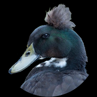 ɛ0ҳ 🦆(@e0x1n) 's Twitter Profile Photo