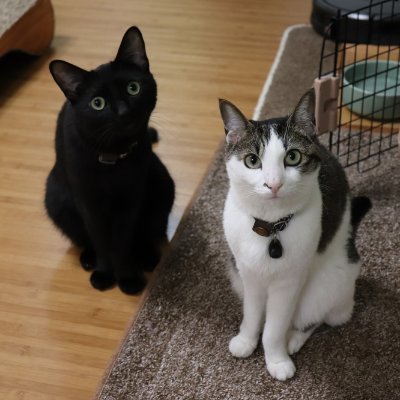 h_a55's profile picture. ななこ♀（野良保護猫）くま♂（譲渡会猫）ことら♂（譲渡会猫）を飼う（奉仕する）ﾆﾝｹﾞﾝs     たまに実家の野良母さん達(地域愛され猫：ハナクソ母さん、ボブ尻尾母さん）など。　実は犬も好きです。　スパマー多頭飼育の方はブロックする事があります。　工作、自動車、オートバイ関連は　h_a640   に移動しました。