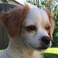 Laughing Doggo (@laughing_doggo) 's Twitter Profile