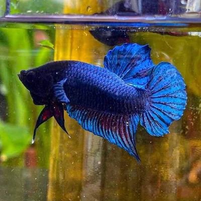 Ploy Fighter Betta
Selling fighting fish around the world.
Inquiries can be contacted via inbox.