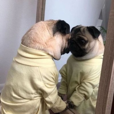 pugmakesmehappy Profile Picture