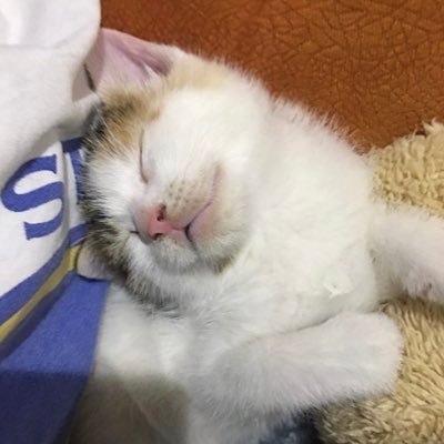 Figennstudio's profile picture. interpreter