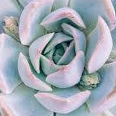 DebbsCarew's profile picture. EY3 home-room teacher at Windhoek International School. Experience in Years 1 & 2, TESOL - TEFL and Google Certified Edu | Inquiry Enthusiast | Lifelong Learner