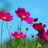 580915a's profile image
